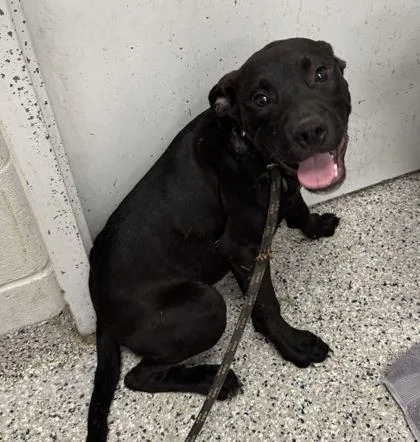 A baby medium-sized male Black Mixed Breed dog named Salem for adoption in Kansas City, MO