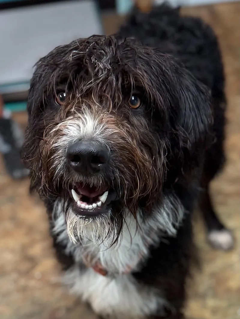A young medium-sized male Mixed Breed dog named Jay for adoption in Brunswick, ME