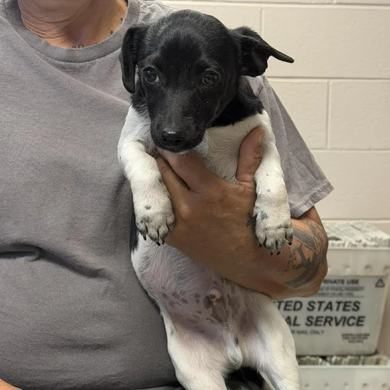 A baby small-sized male White / Cream Jack Russell Terrier dog named Birchwood for adoption in Washington, DC