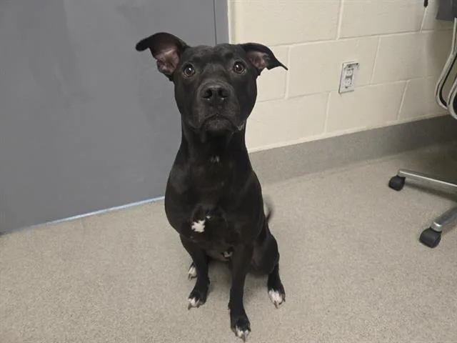 A young small-sized male Staffordshire Bull Terrier dog named Duke for adoption in Auburn, CA