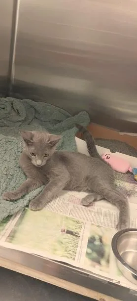 An adult small-sized male Domestic Short Hair cat named Vader for adoption in North Miami Beach, FL