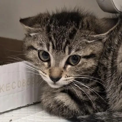 A baby small-sized male Domestic Short Hair cat named Pebble for adoption in Voorhees, NJ