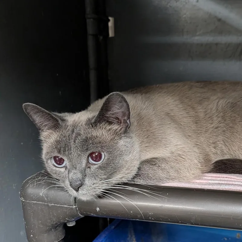 A young medium-sized female Tonkinese cat named Robin for adoption in Wilmington, OH