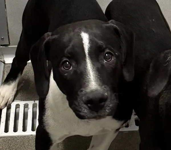 A young medium-sized male Labrador Retriever dog named Lilo for adoption in Des Moines, IA
