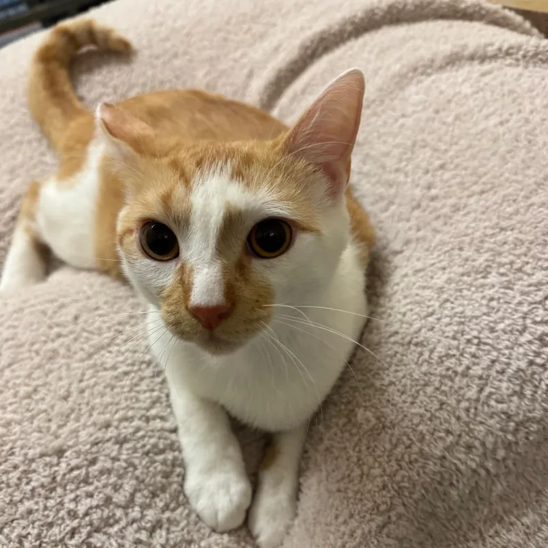 Fig Newton thumbnail 2