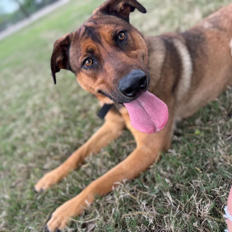 An adult large-sized female Brown / Chocolate Shepherd dog named Sasha for adoption in Austin, TX