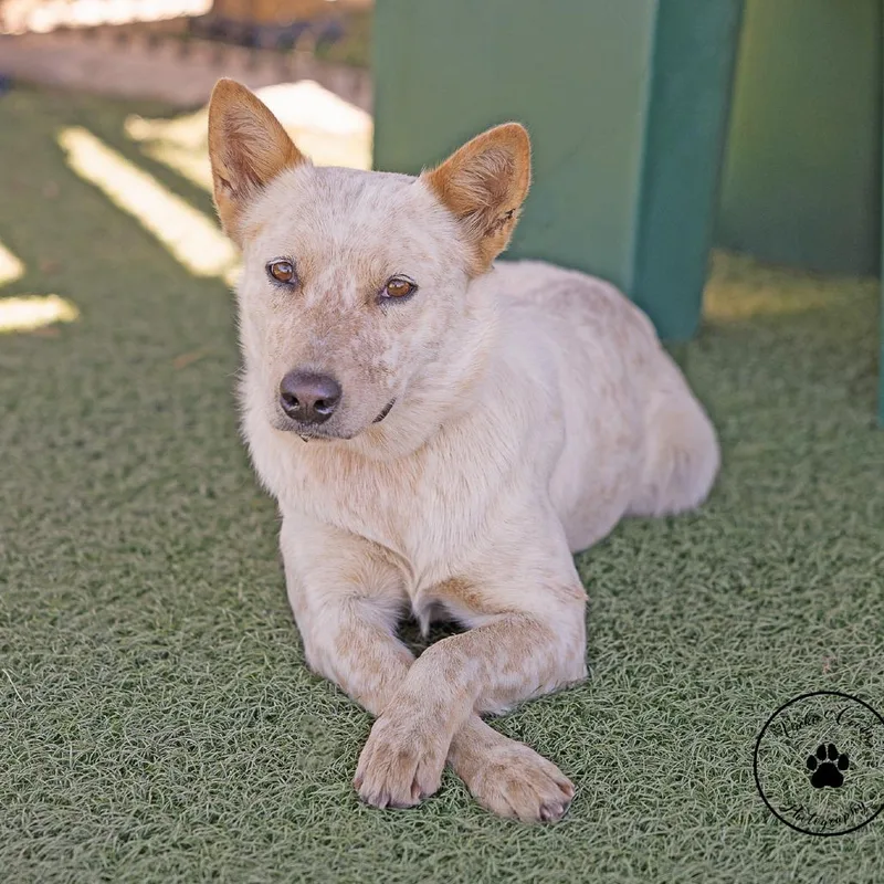 An adult medium-sized female White / Cream Cattle Dog dog named Nicki for adoption in Abilene, TX