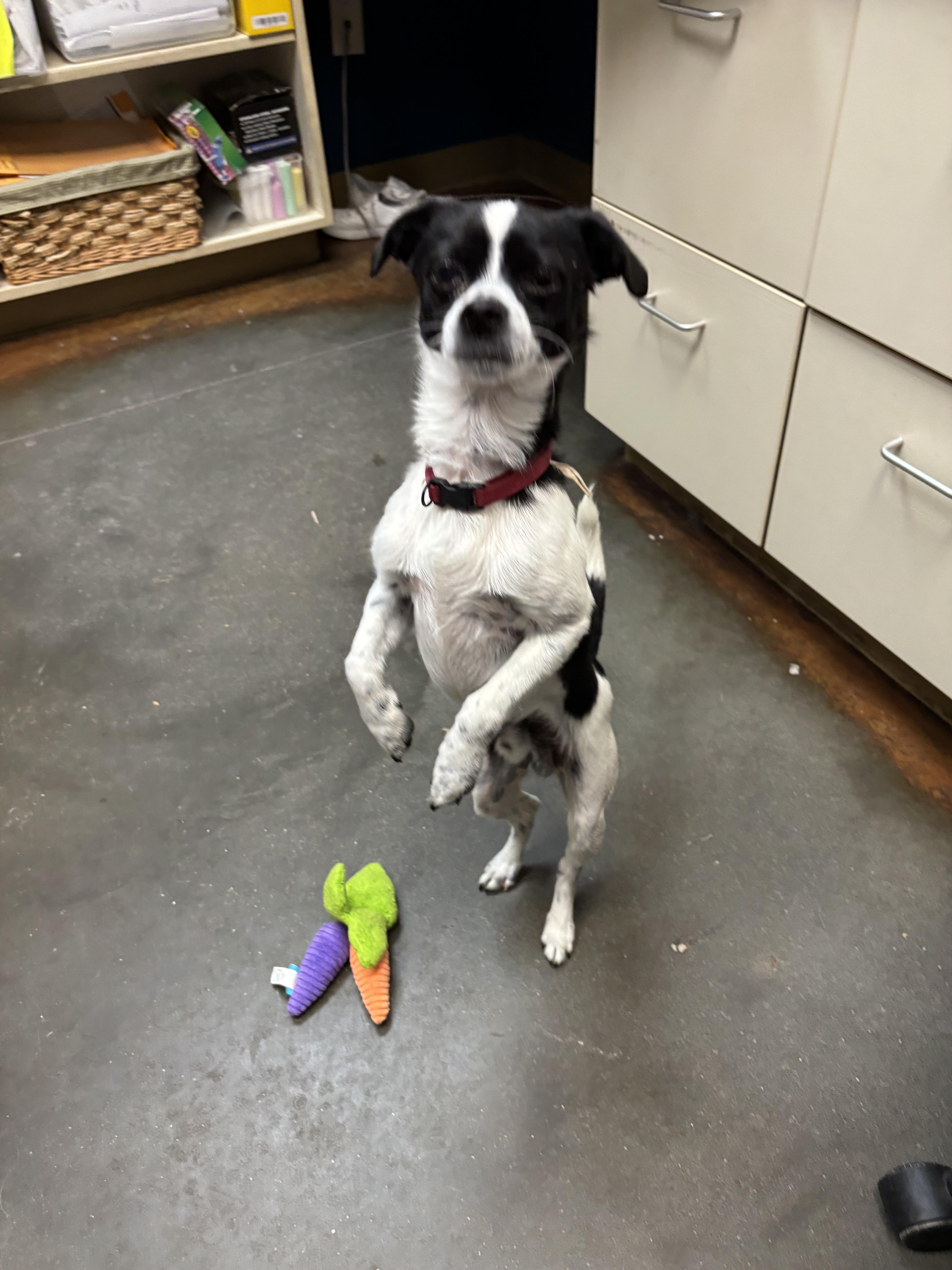 An adult small-sized male Chihuahua dog named Jasper for adoption in Council Bluffs, IA
