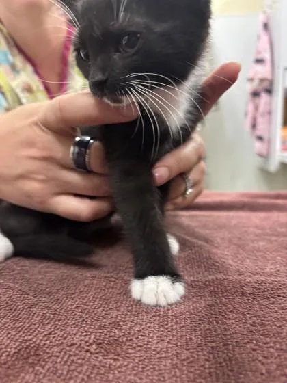 A baby small-sized female Domestic Short Hair cat named Mayor McCheese for adoption in Scotia, NY