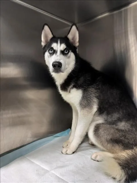 A young medium-sized male Siberian Husky dog named Montana for adoption in Chatsworth, CA
