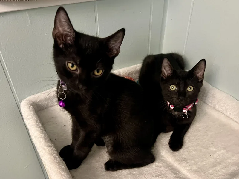 A baby medium-sized female Black Domestic Short Hair cat named Jiji for adoption in Lauderhill, FL