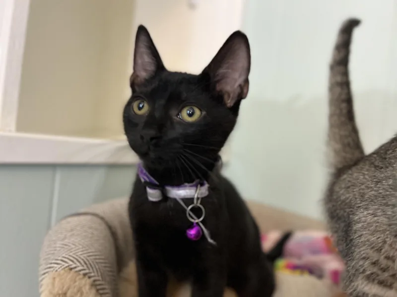 Jiji thumbnail 3