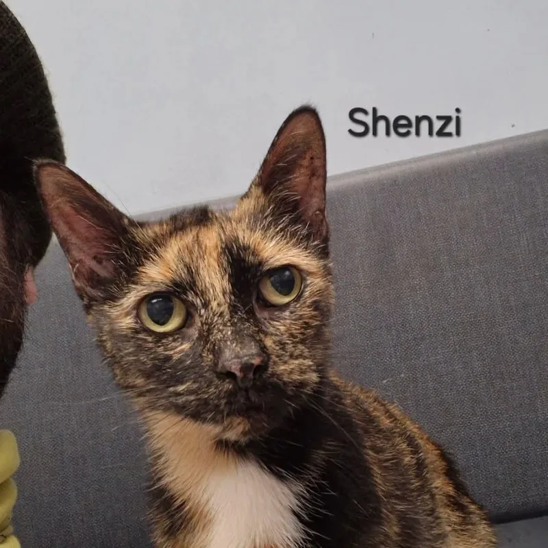 Shenzi thumbnail 3