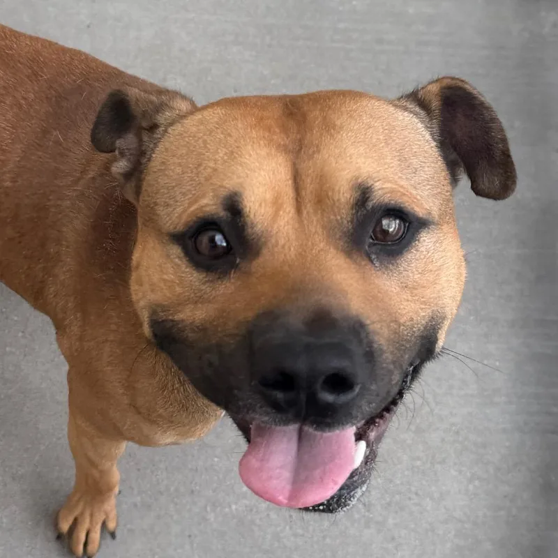An adult medium-sized male Pit Bull Terrier dog named Blaze for adoption in Reno, NV