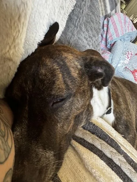 Bella Boo thumbnail 2