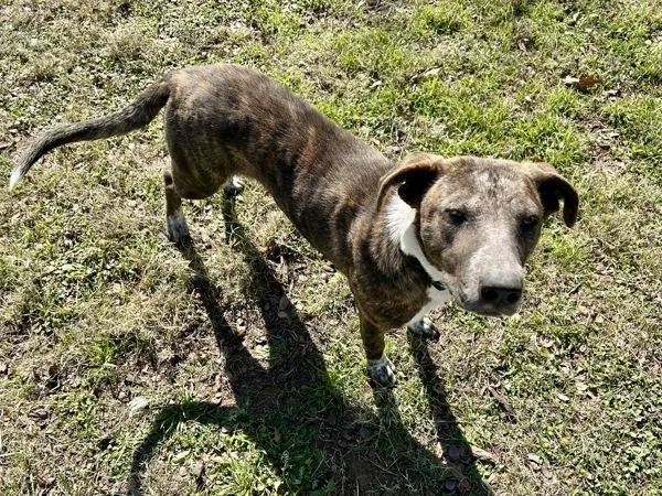 Bella Boo thumbnail 4