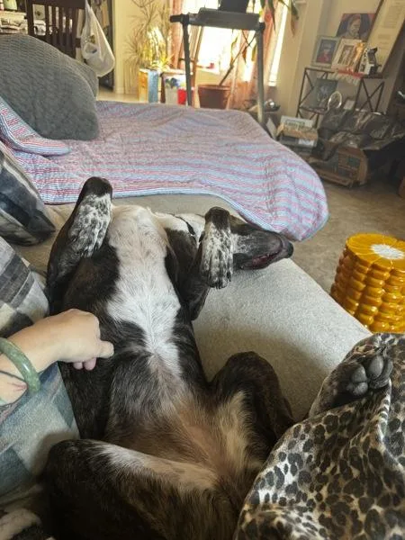 Bella Boo thumbnail 5