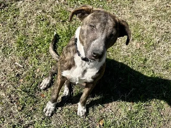 Bella Boo thumbnail 6