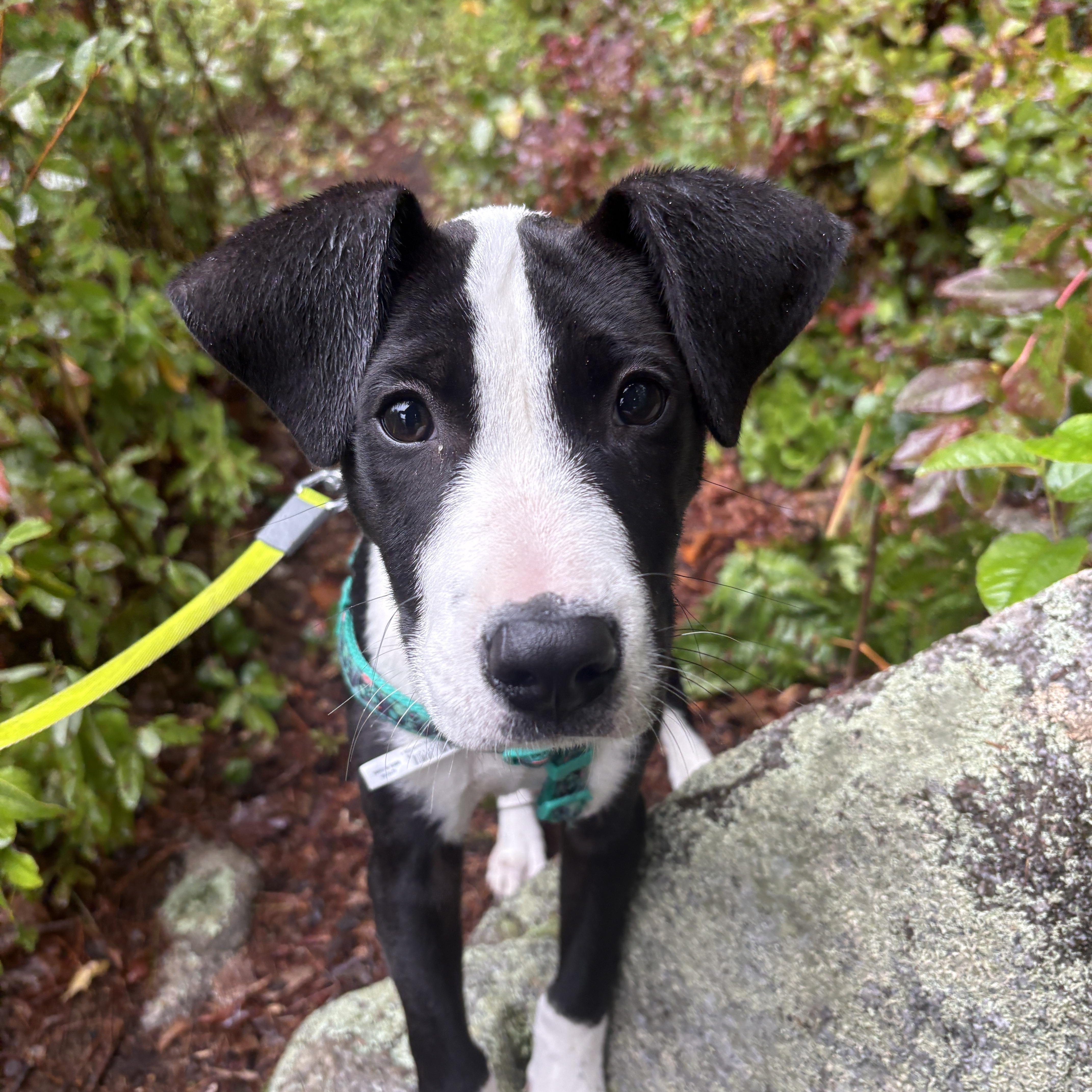 A baby medium-sized male Border Collie dog named Tux for adoption in New Boston, NH