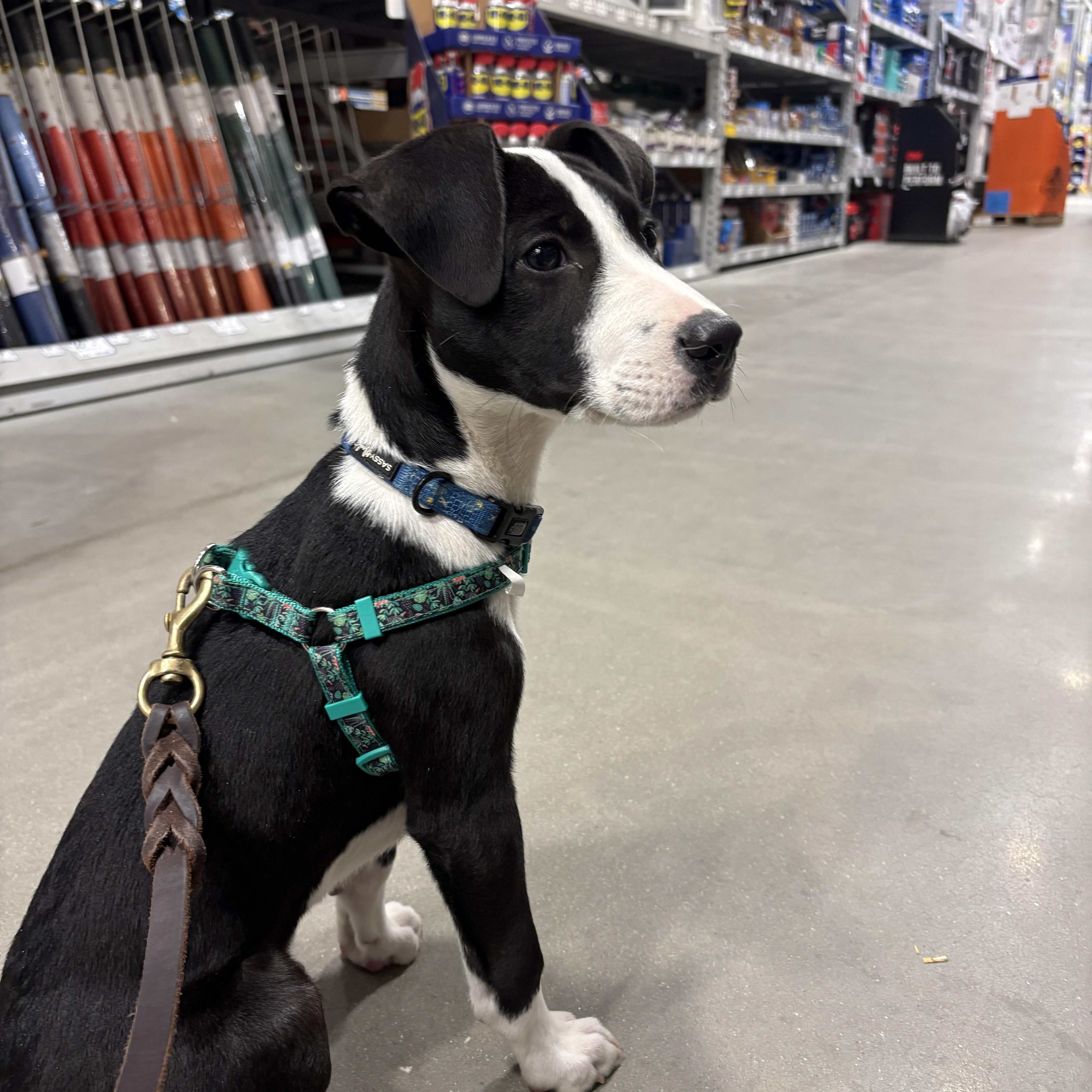 Tux thumbnail 4