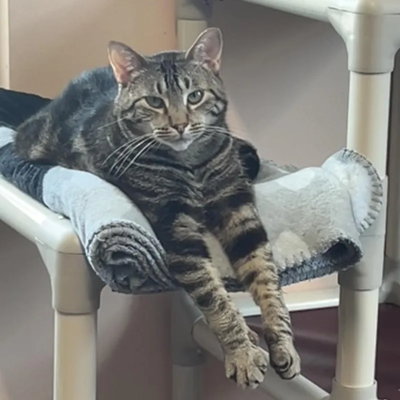 An adult large-sized female Brown / Chocolate Domestic Short Hair cat named Rizzoli for adoption in Port Richey, FL