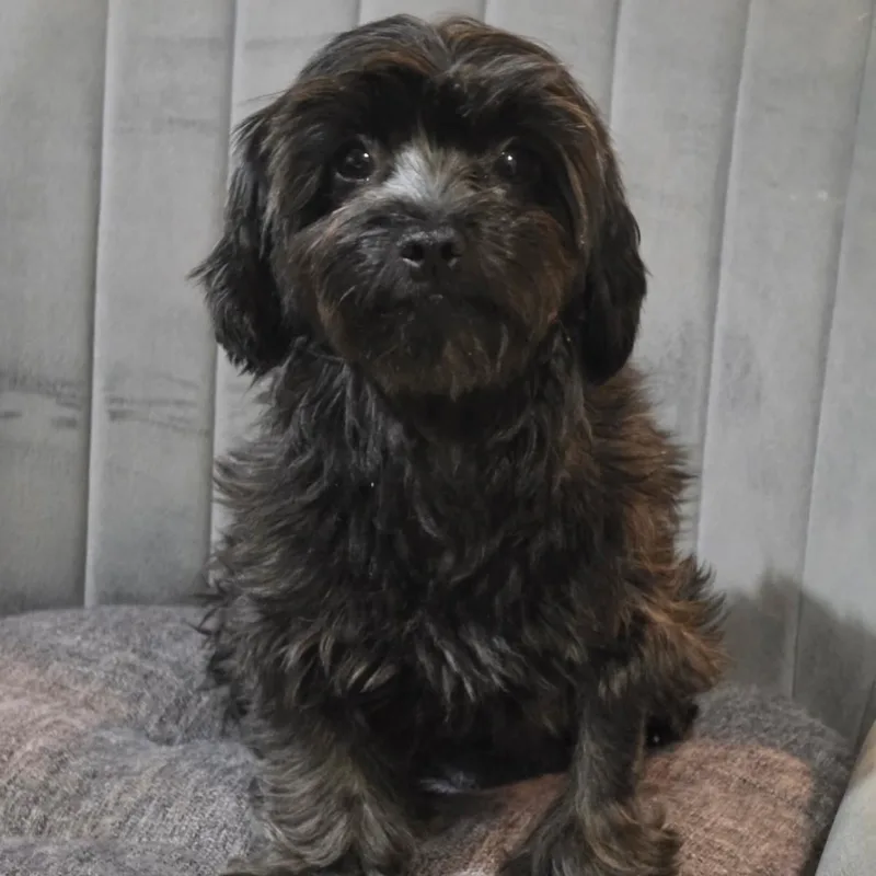 An adult small-sized female Black Shih Tzu dog named Lottie for adoption in Covington, TN