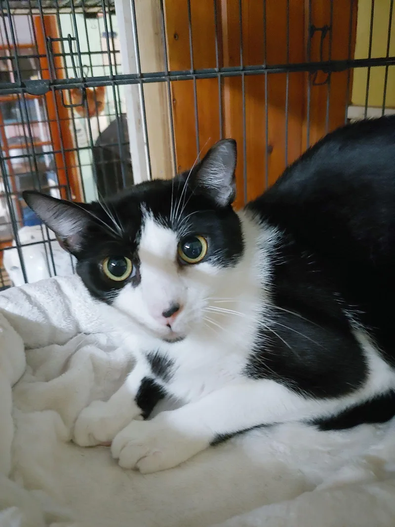An adult medium-sized male Black & White / Tuxedo Domestic Short Hair cat named Tom for adoption in Pompano Beach, FL