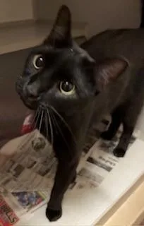 An adult medium-sized female Black Domestic Short Hair cat named Elvira for adoption in Mason City, IA