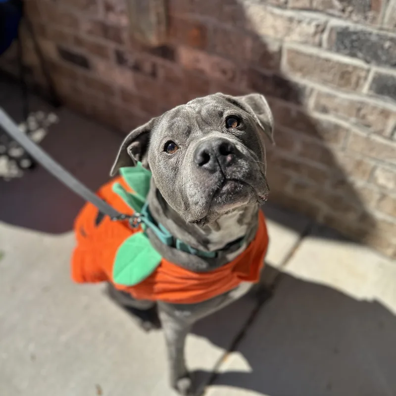 An adult large-sized male American Bully dog named Chompers for adoption in Roswell, GA