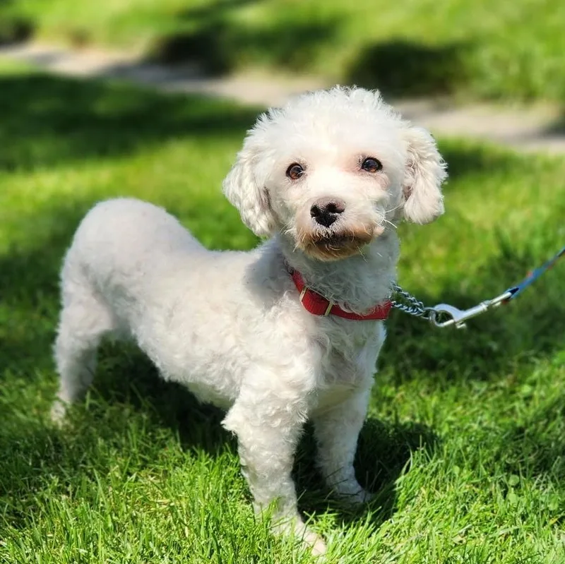 An adult small-sized female White / Cream Bichon Frise dog named Charlotte for adoption in Schnecksville, PA