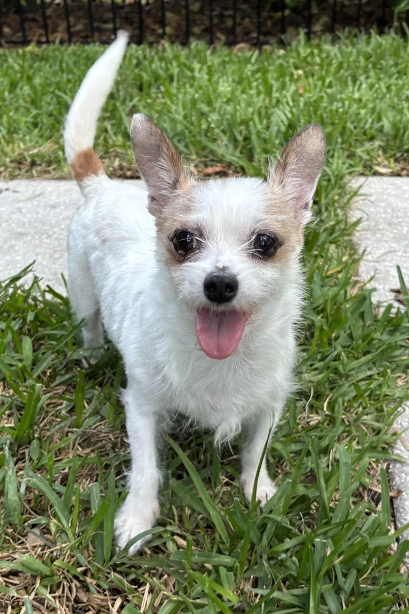 A senior small-sized female Yorkshire Terrier dog named Franny for adoption in Plant City, FL