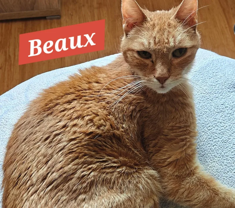 Beaux thumbnail 2