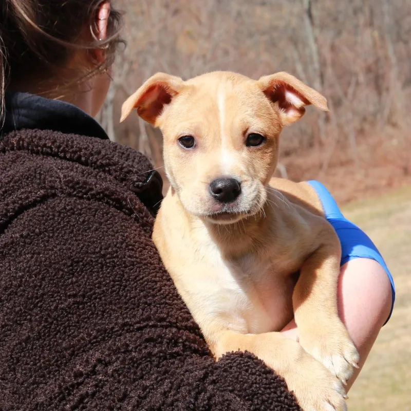 Ct Chicken Noodle thumbnail 2