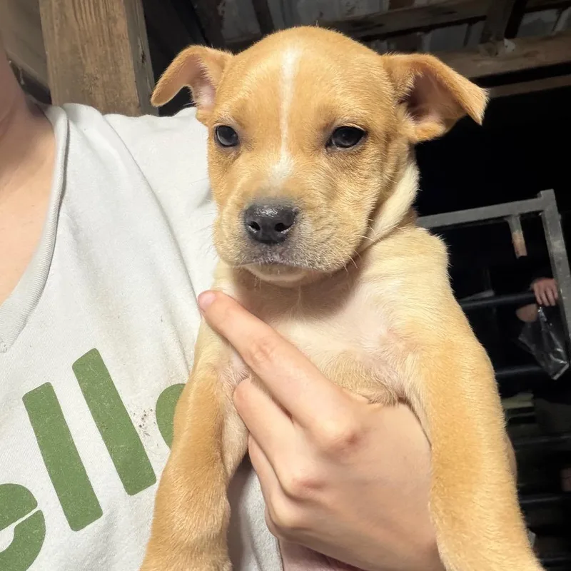 Ct Chicken Noodle thumbnail 3