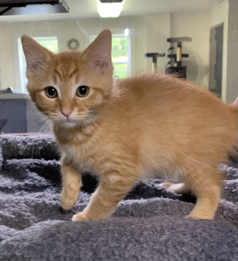 A baby medium-sized male Orange / Red Domestic Short Hair cat named Atlas for adoption in Massena, NY
