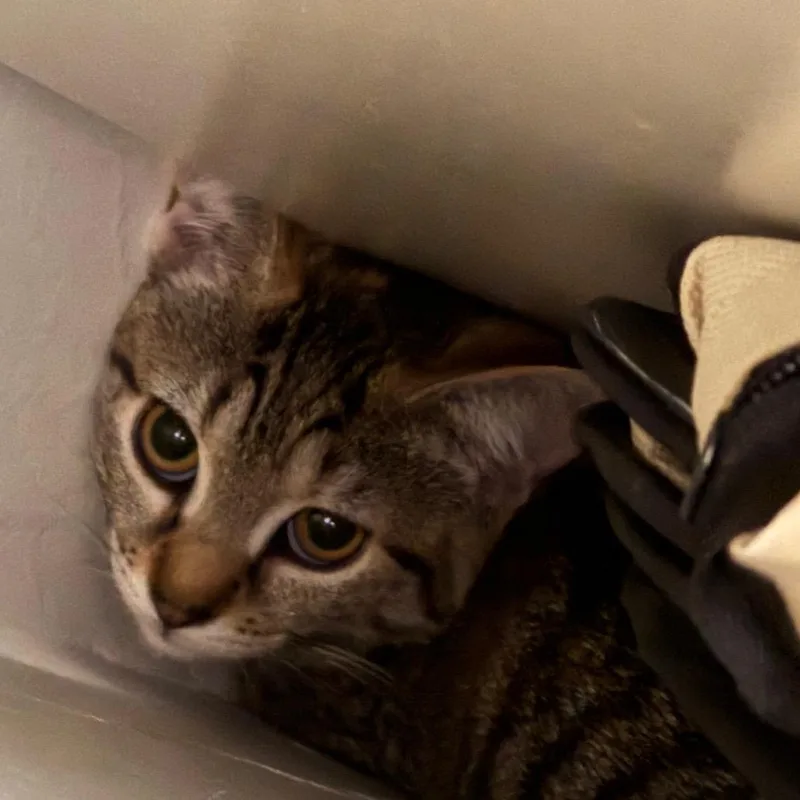 A baby small-sized female Torbie Domestic Short Hair cat named Jimantha for adoption in York, PA