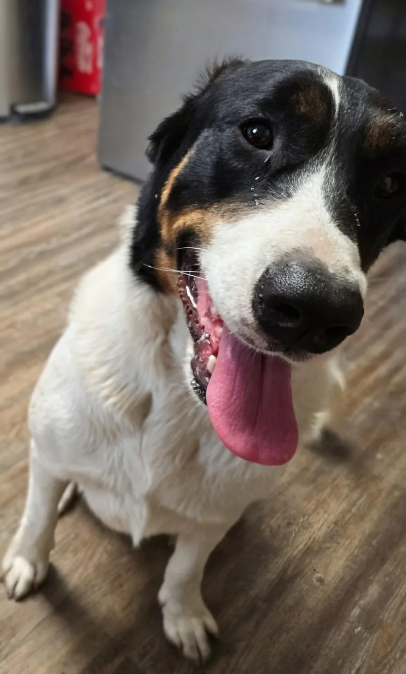 Chiquita thumbnail 2