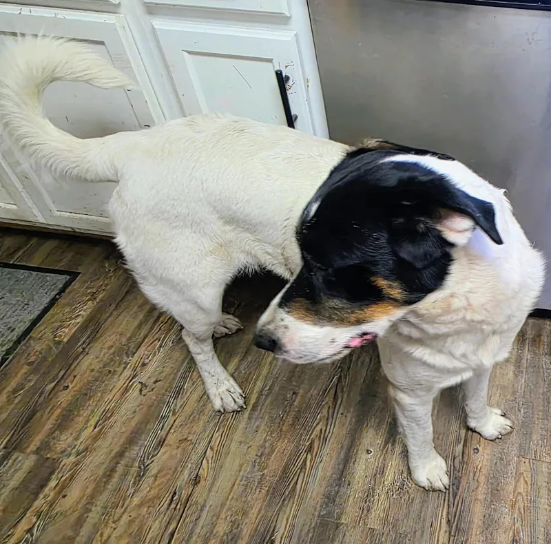 Chiquita thumbnail 3