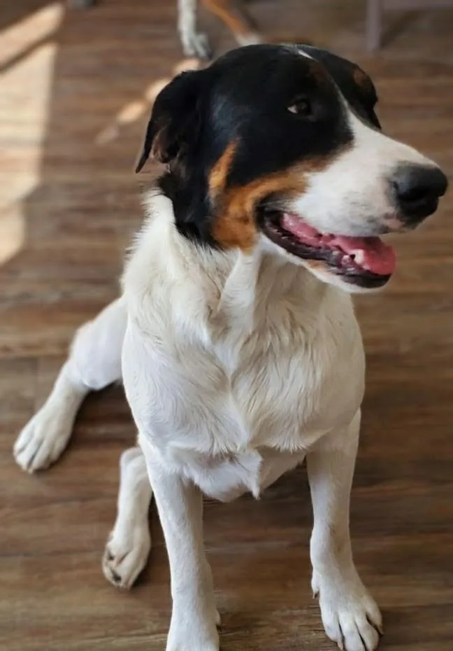 Chiquita thumbnail 4