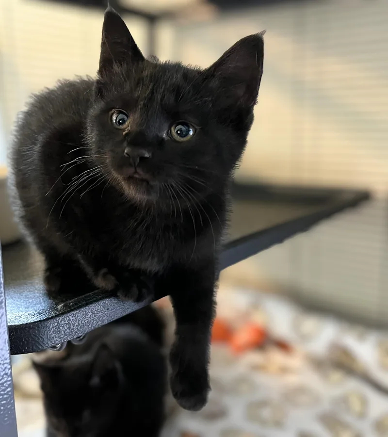 A baby medium-sized female Black Domestic Short Hair cat named Ray Ray for adoption in Seville, OH