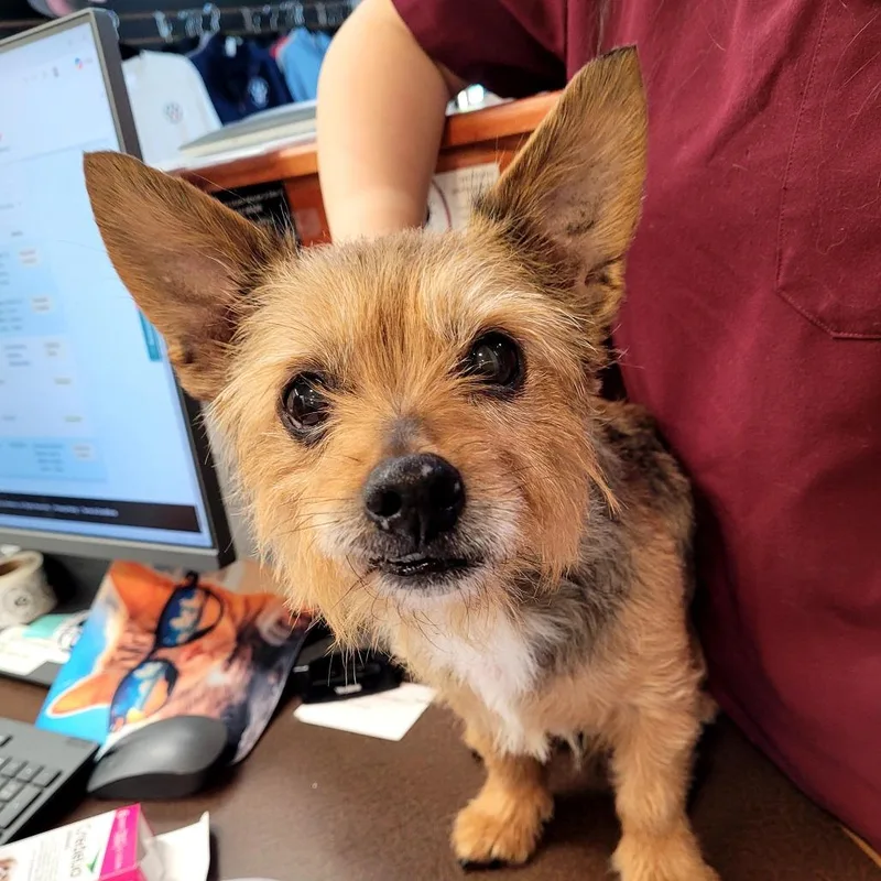 A senior small-sized male Mixed Breed dog named Rufus for adoption in Allyn, WA