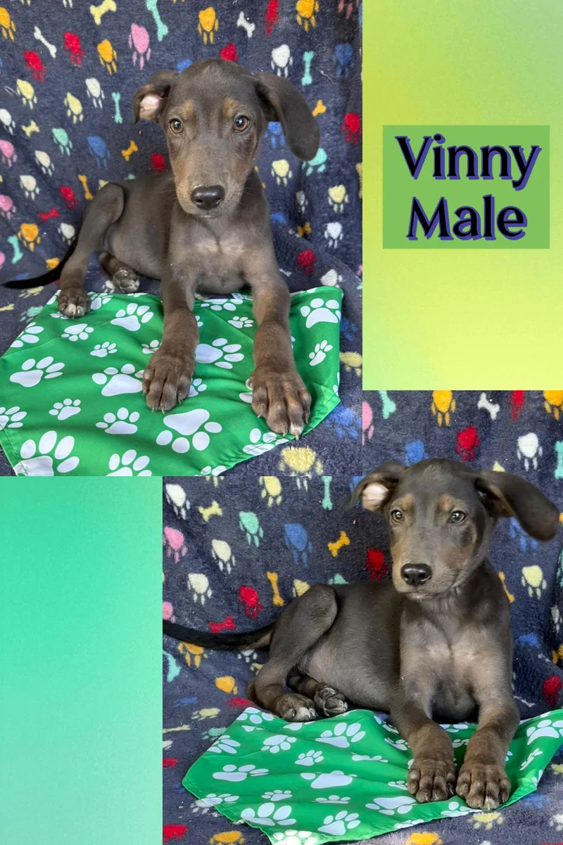Vinny