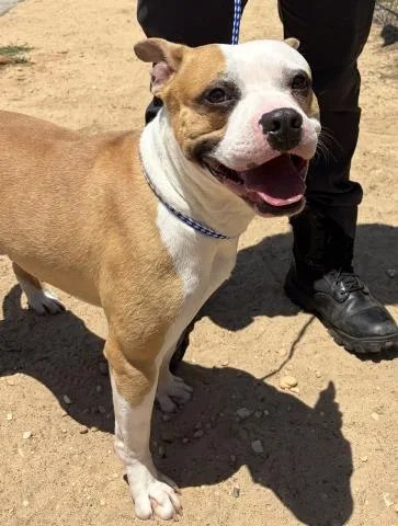 A young medium-sized male Pit Bull Terrier dog named Clyde for adoption in Pensacola, FL