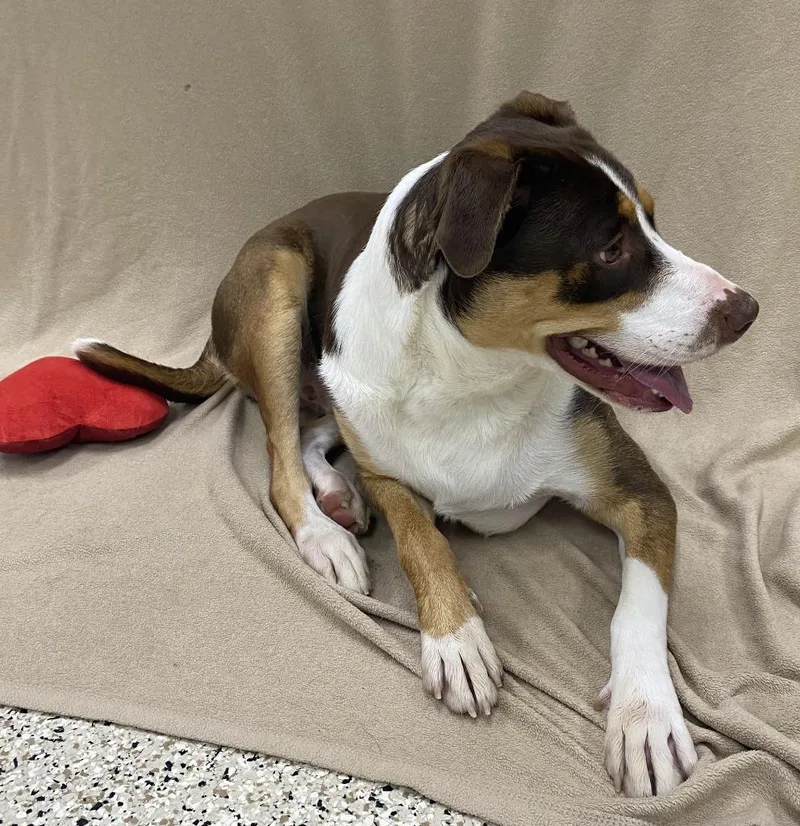 A young medium-sized male Labrador Retriever dog named Keiser for adoption in Little Rock, AR