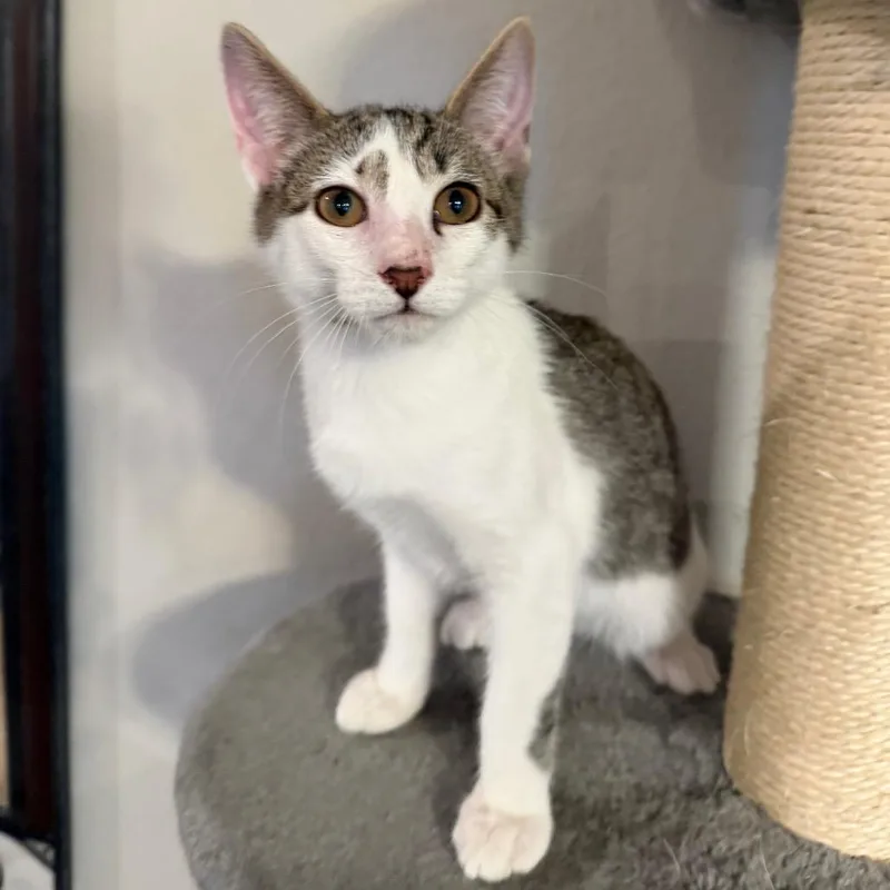 A baby small-sized female White Domestic Short Hair cat named Alvin for adoption in Midland, TX