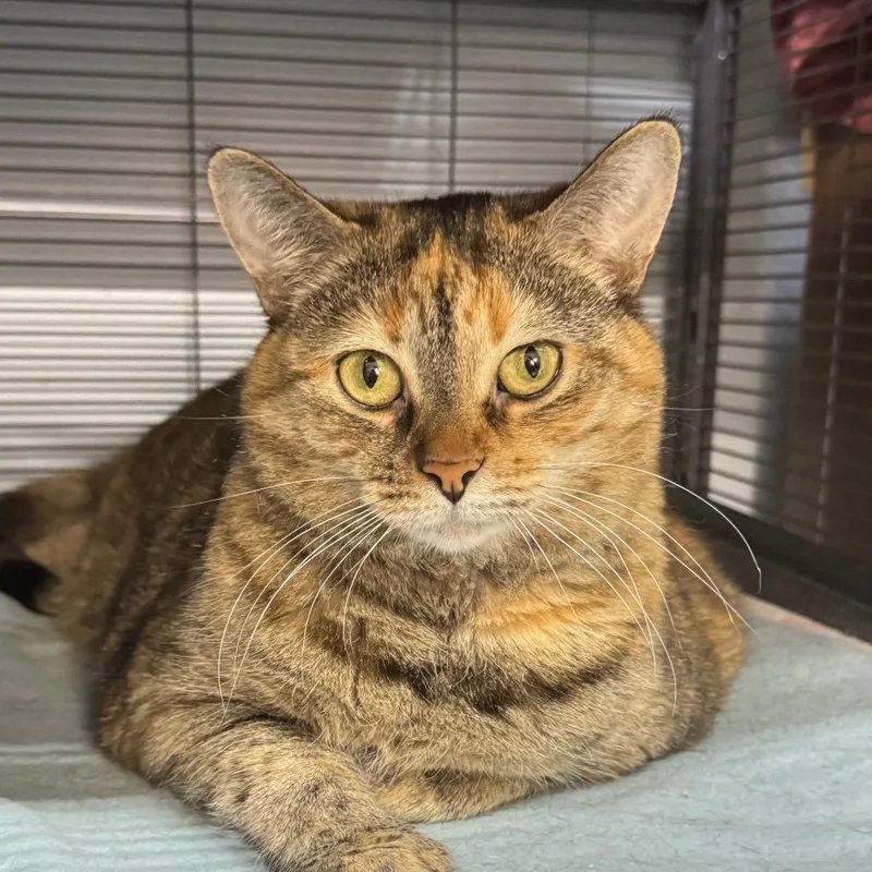 A young medium-sized female Domestic Short Hair cat named Bonnie for adoption in Battle Creek, MI