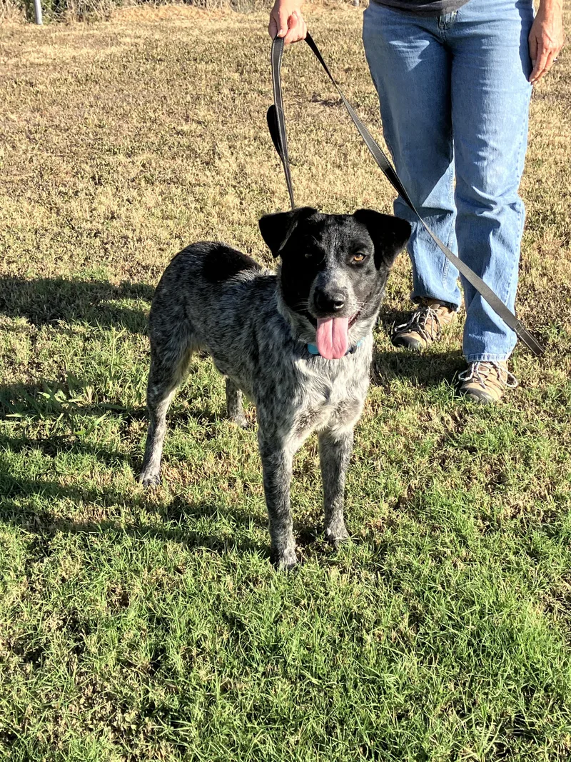 HANKHappy Heeler