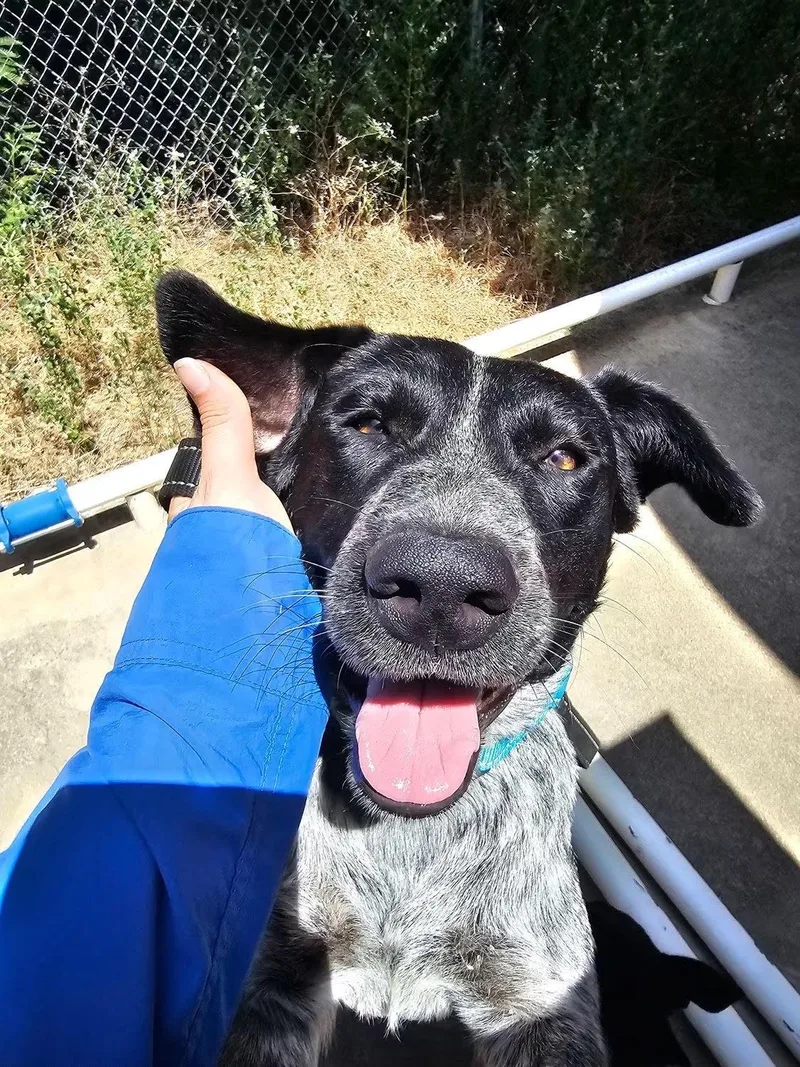 HANKHappy Heeler thumbnail 2