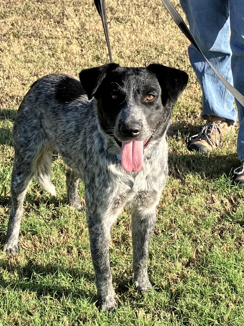 HANKHappy Heeler thumbnail 3