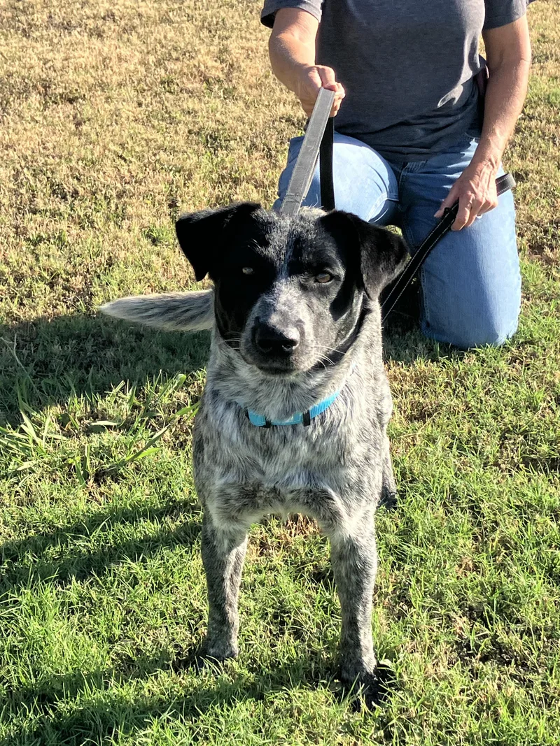 HANKHappy Heeler thumbnail 4